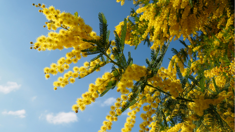 International Women’s Day: Mimosa and Traditions in Italy