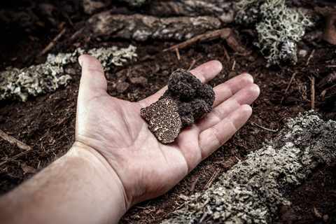 It is truffle season!