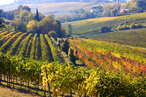 VALPOLICELLA: The valley of Wine and Extra Virgin Olive Oil