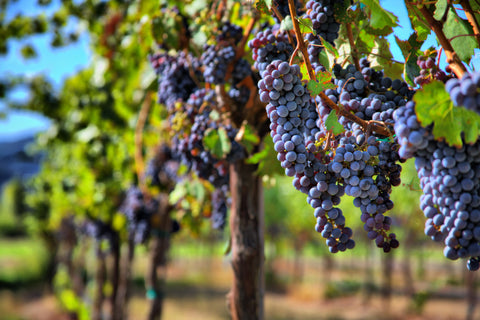 Are You Ready For Your Italian VENDEMMIA?