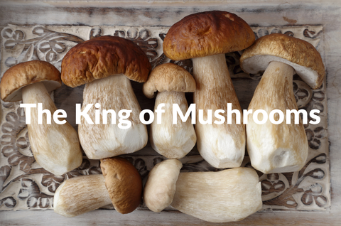Porcini — Italy’s King of Mushrooms