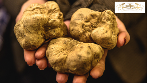 Tartuflanghe: A Journey from Tradition to Innovation in the World of Truffles